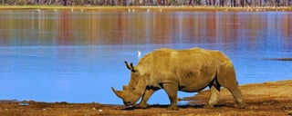 Lake-Nakuru-Nationalpark