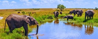Masai Mara Nationalreservat