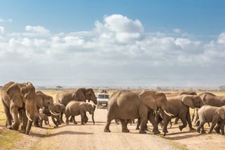 Tourists in Safari Jeeps Watching and Taking Photos of Big Hird of Wild Elephants Crossing Tourists in Safari Jeeps Watching and Taking Photos of Big Hird of Wild Elephants Crossing