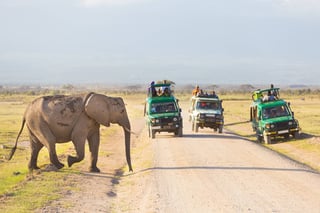 Tourists In Safari Jeeps Watching And Taking Photos Of Big Wild Elephant Crossing Dirt Roadi Tourists In Safari Jeeps Watching And Taking Photos Of Big Wild Elephant Crossing Dirt Roadi
