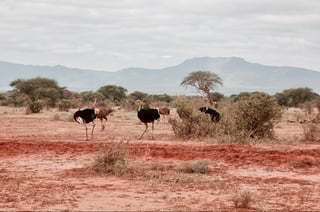 Tsavo East National Park