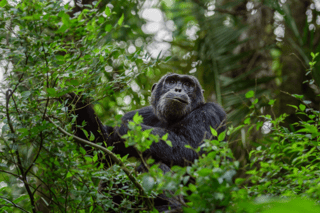 Chimpanzee trekking in Kibale Forest