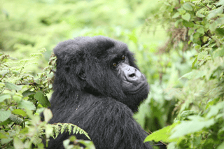 Gorilla trekking in Bwindi Forest
