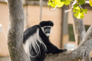 Colobus monkeys in Uganda forest