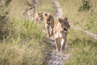 Lions in Queen Elizabeth National Park