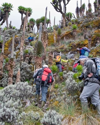 Hiking in Rwenzori Mountains Uganda