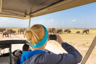 Woman On African Wildlife Safari Amboseli National Park Kenya Lady Taking A Photo Of Herd Of Wild Woman On African Wildlife Safari Amboseli National Park Kenya Lady Taking A Photo Of Herd Of Wild