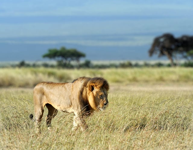 A Lion Walking In A Kenyan Savannah