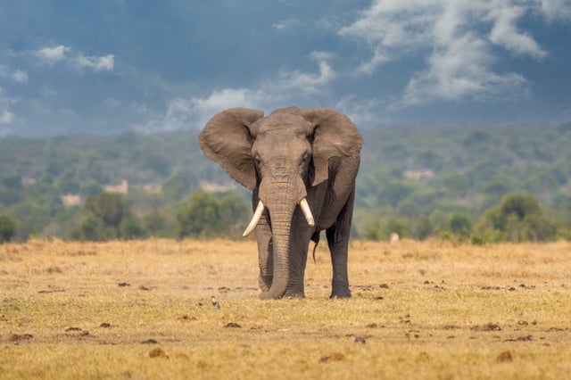 A Solitary Elephant Standing In A Wildlife Reserve In Kenya