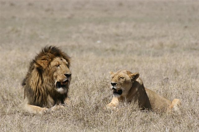 African Lion Pair In The Kenyan Savannah