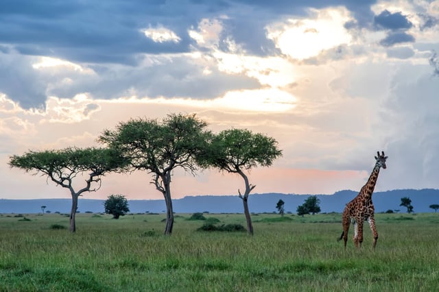 Giraffe Walking In The Masai Mara National Park