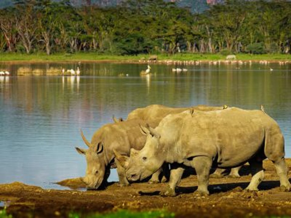 Lake Nakuru National Park