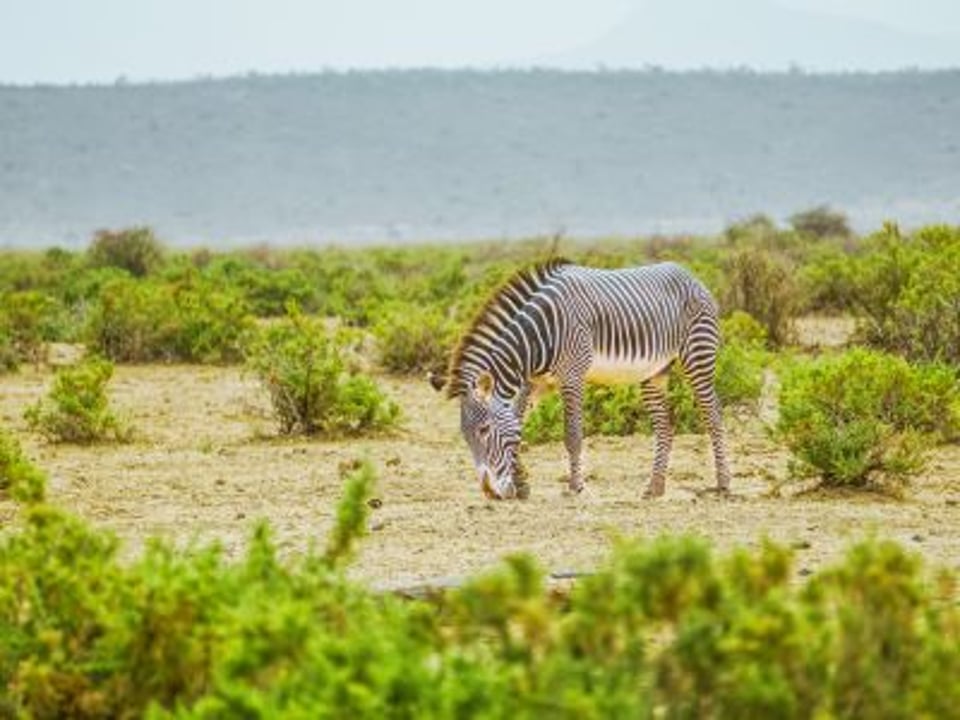 Samburu National Reserve