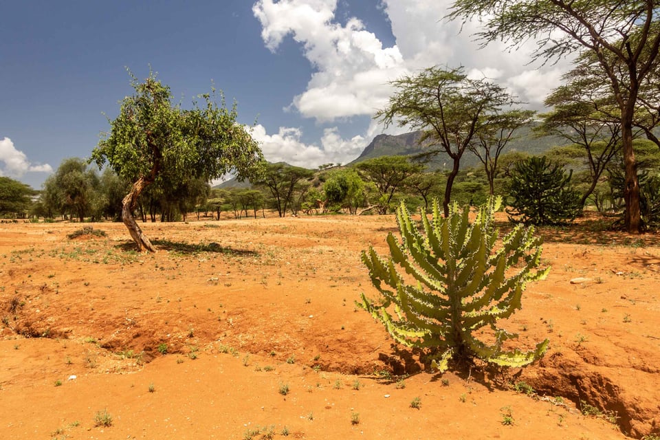 A Cactus Near Some Trees In A Kenyan Savannah