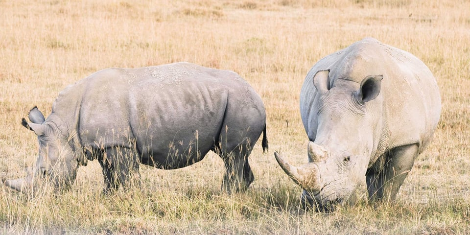 A Couple Of White Rhinoceroses Grazing In A Kenyan National Reserve