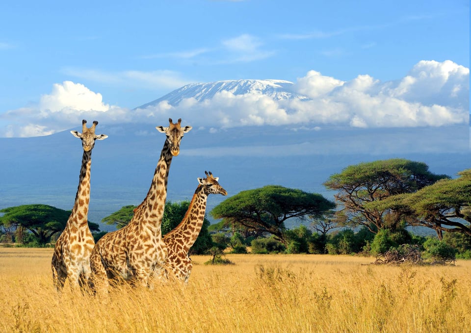 A Family Of Giraffes Standing Ahead Of Mount Kilimanjaro