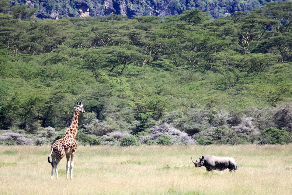 A Giraffe And A Rhino Face Each Other In Kenya