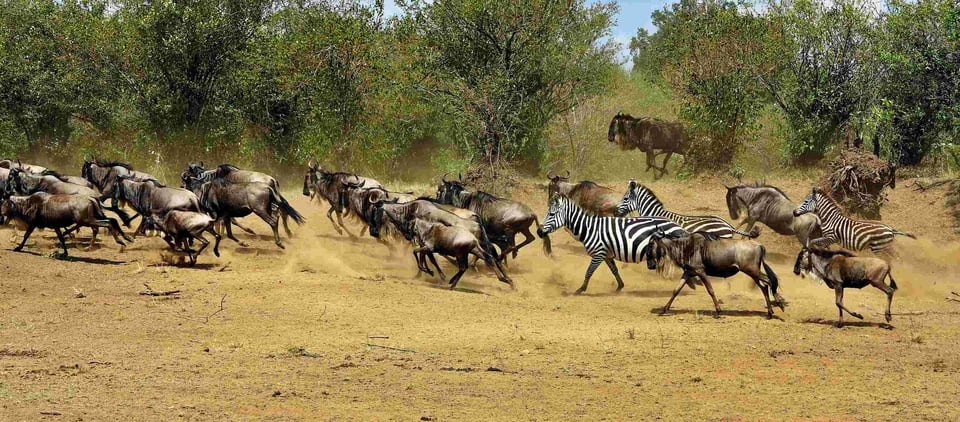 A Herd Of Wildebeests And Zebras Running Together