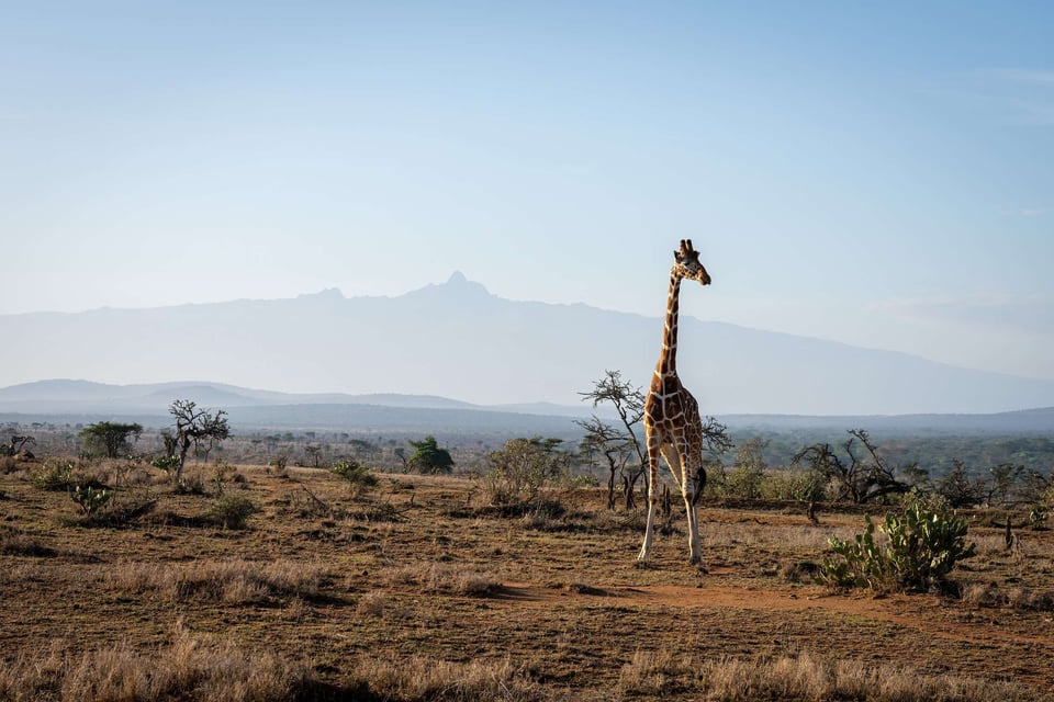 A Lone Giraffe Looking Around For Food