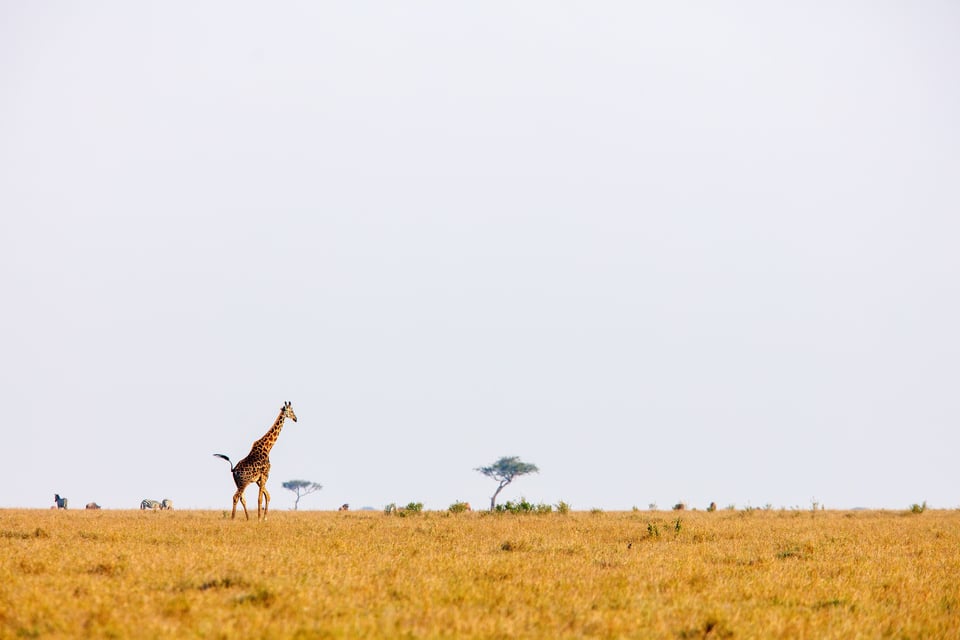 A Lone Giraffe Walking Down A Savannah