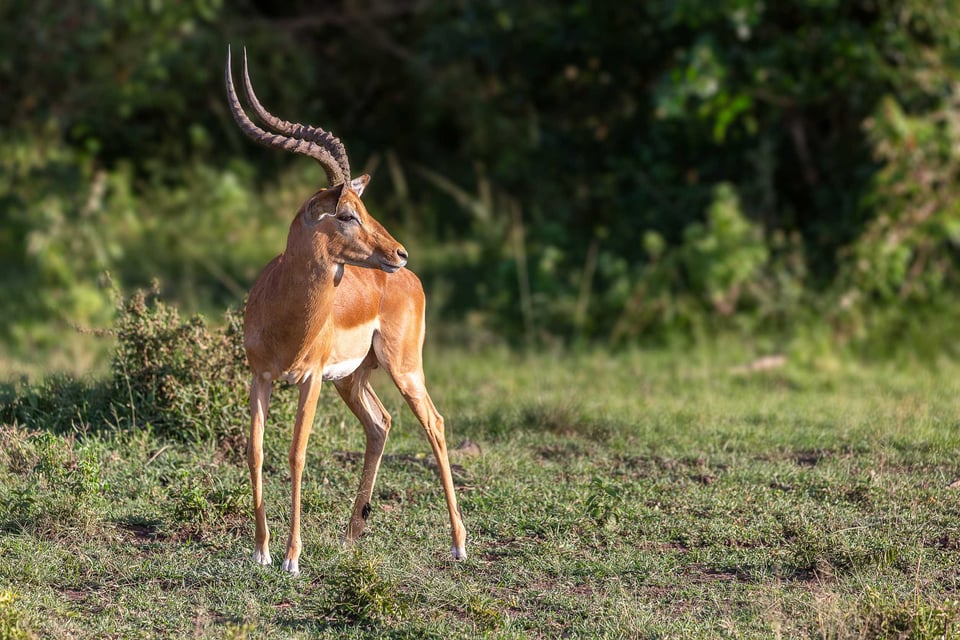 A Male Impala Staring Off Into The Distance In Kenya