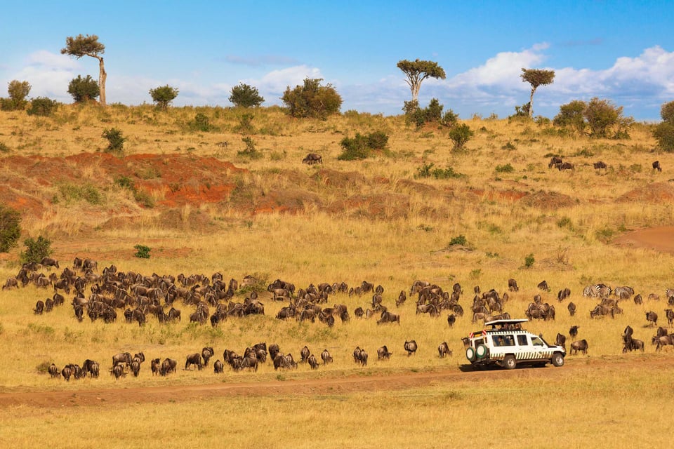 A Massive Herd Of Wildebeasts As A Safari Car Looks On