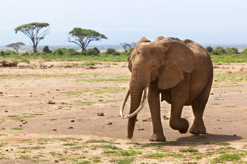 African Elephant In Amboseli National Park