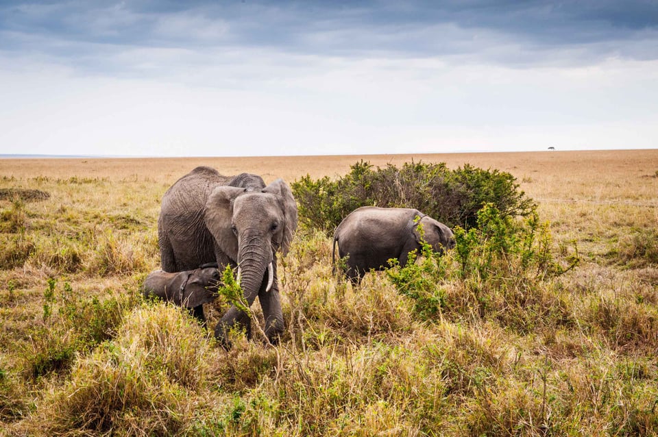 African Elephant With Calf In Kenya