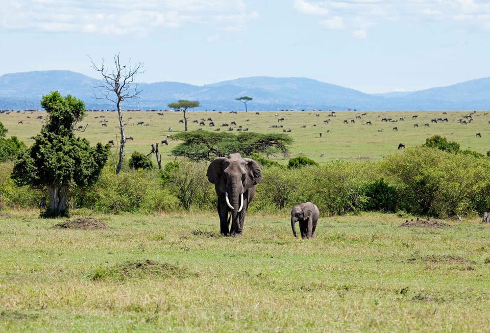 African Elephants In The Masai Mara