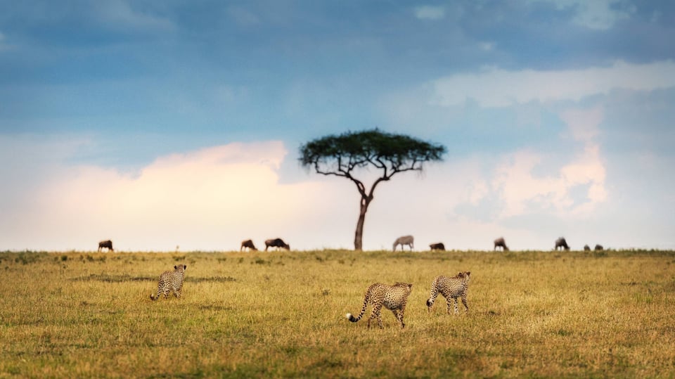 African Wildlife Roaming In The Kenyan Savannah