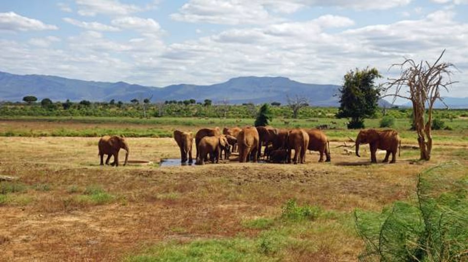 Animal Sanctuaries and Conservation Centers