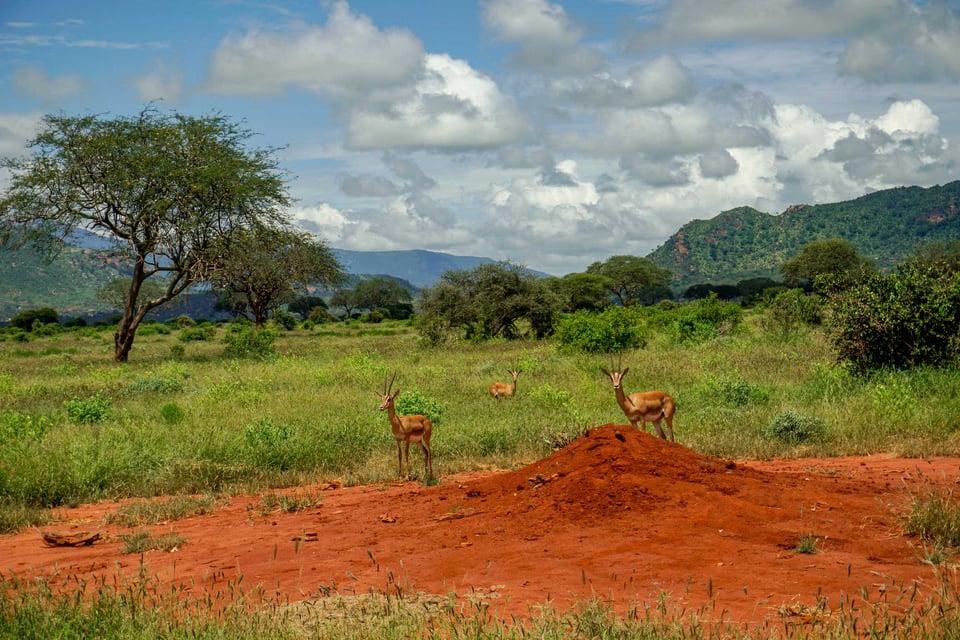 Antelopes Grazing In Tsavo National Parks