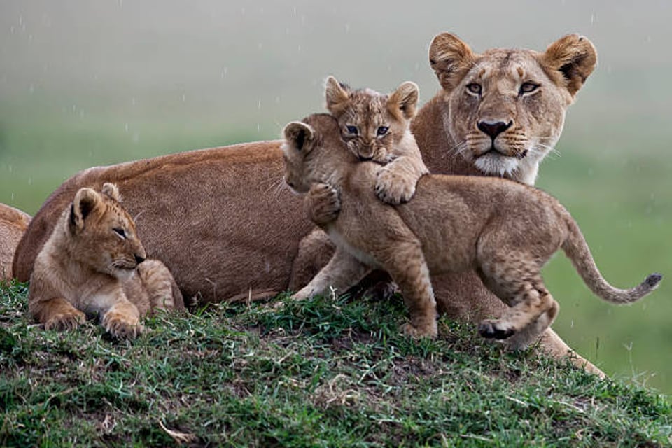Maasai Mara National Reserve