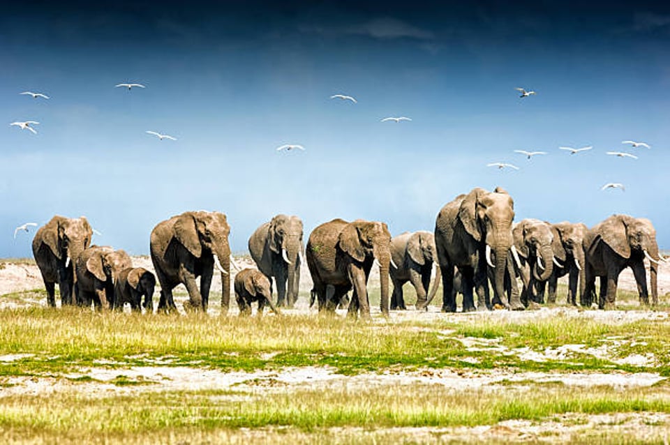 Amboseli National Park