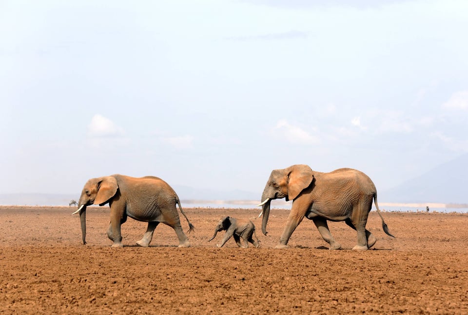 Elephants With Calf On Amboseli Lakebed