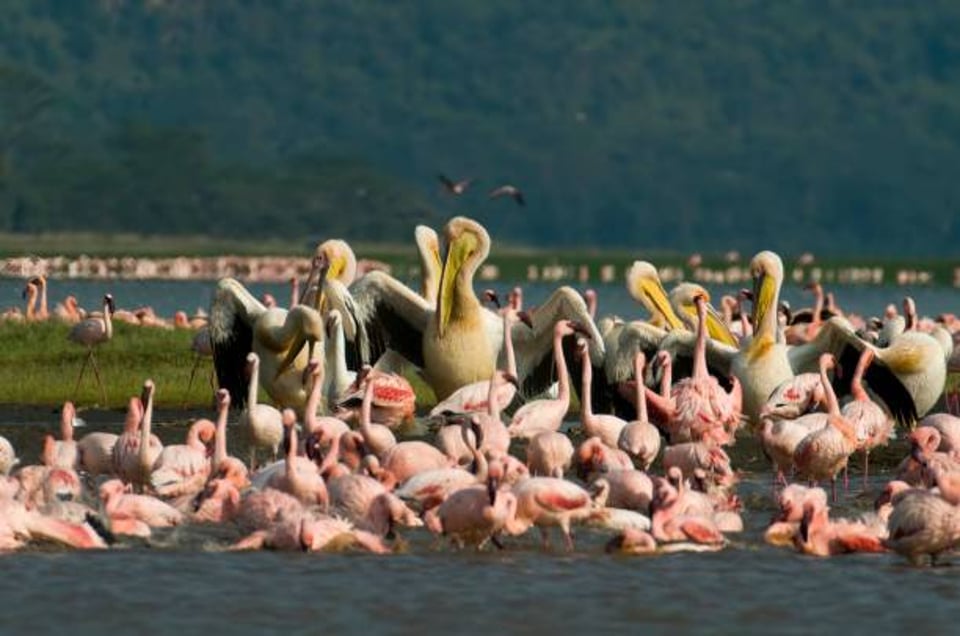 Explore Lake Nakuru National Park