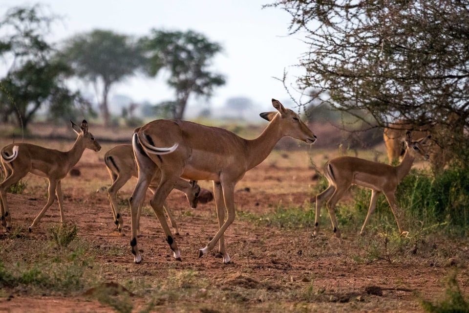 Family Of Impala Deer Wandering The Kenyan Savannah