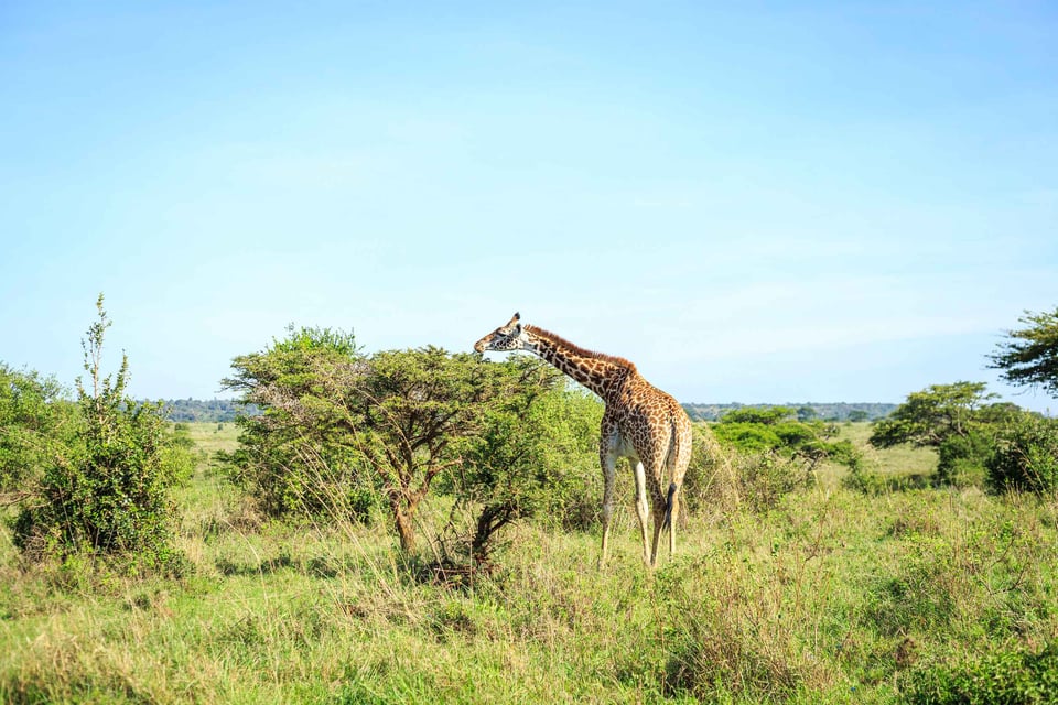 Giraffe Family In Nairobi National Park