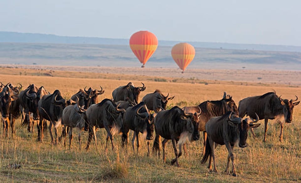 Go on a Safari in Maasai Mara