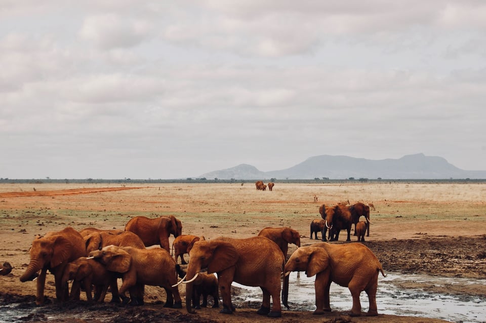 Herd Of Elephants Bathing Near A Water Hole