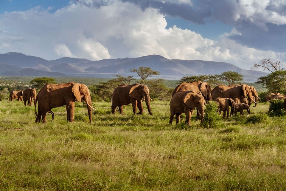 Herd Of Elephants In The African Savannah