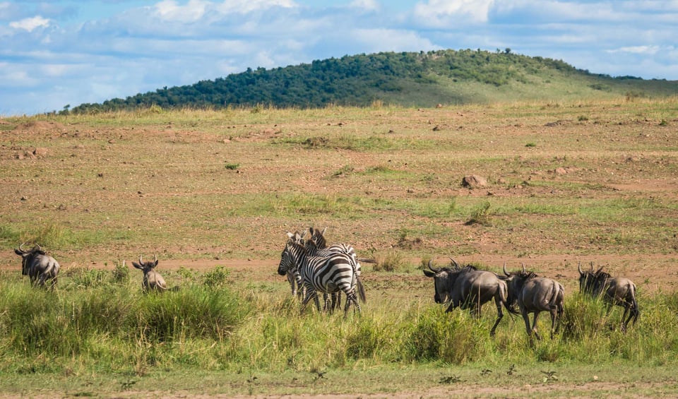 Kenyan Wildlife Grazing Under The Hot Sun