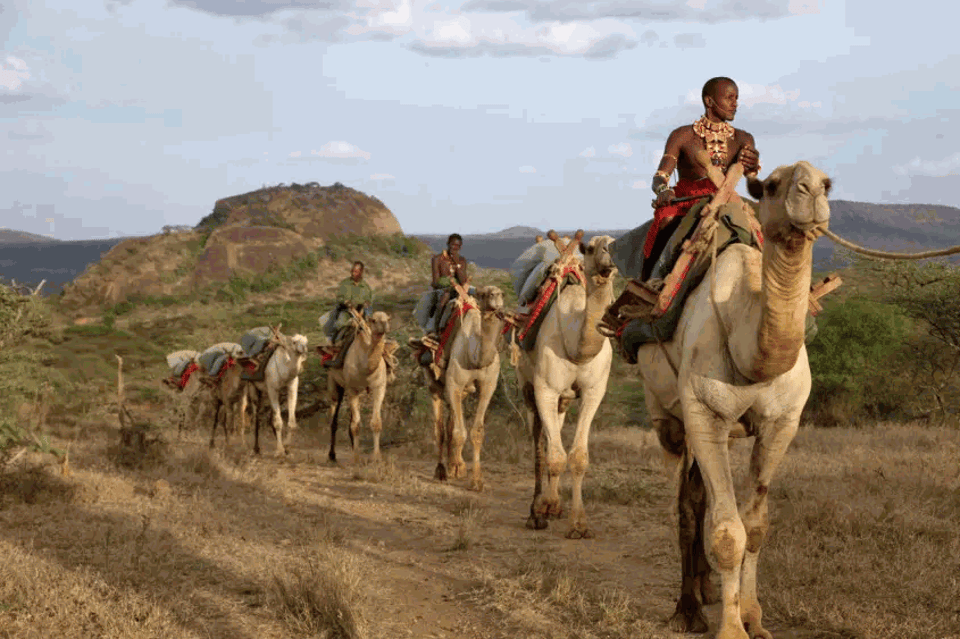 Attend the Maralal Camel Derby