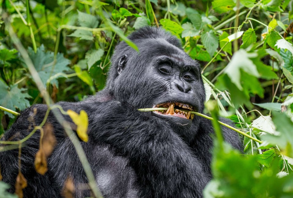 Mountain Gorilla In Bwindi Impenetrable Forest