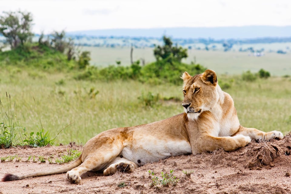 Nairobi National Park