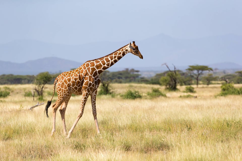One Giraffe Walk Through The Savannah Between The Plants