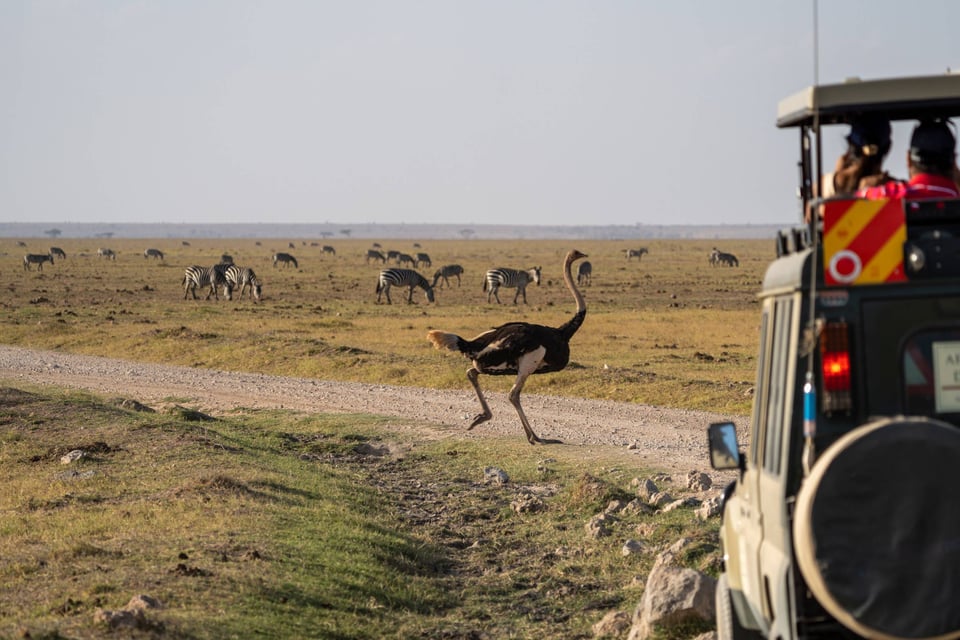 Ostrich Crossing Road In Amboseli Kenya