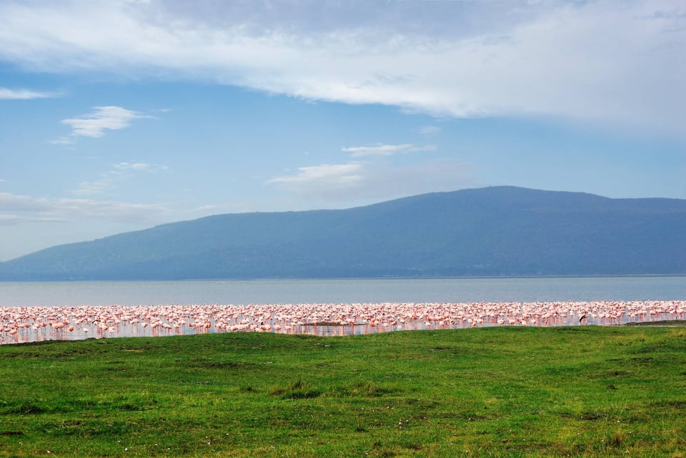 Rose Flamingo Nakuru Lake National Park Kenya