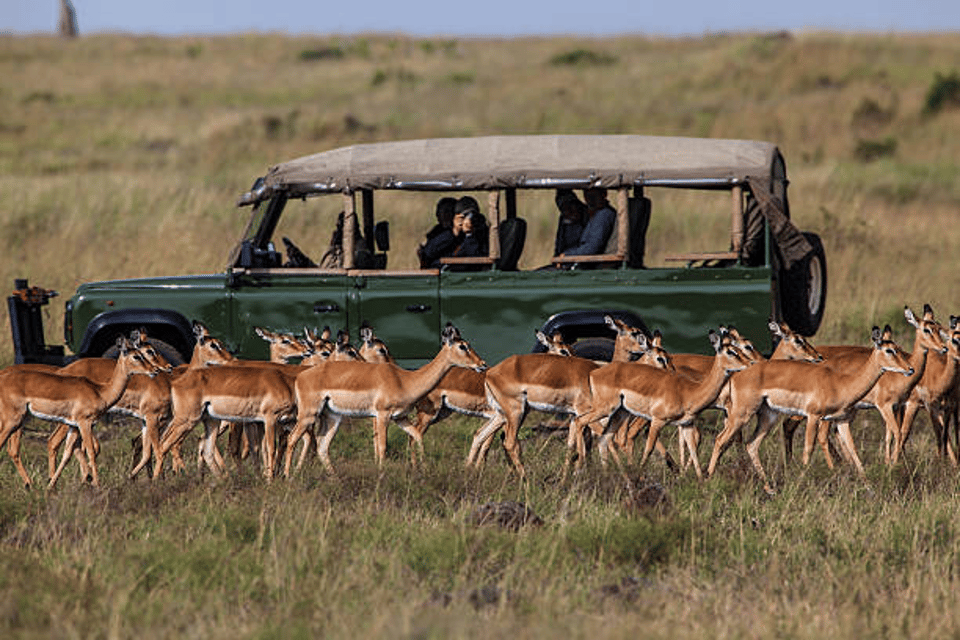 Safari Game Drives