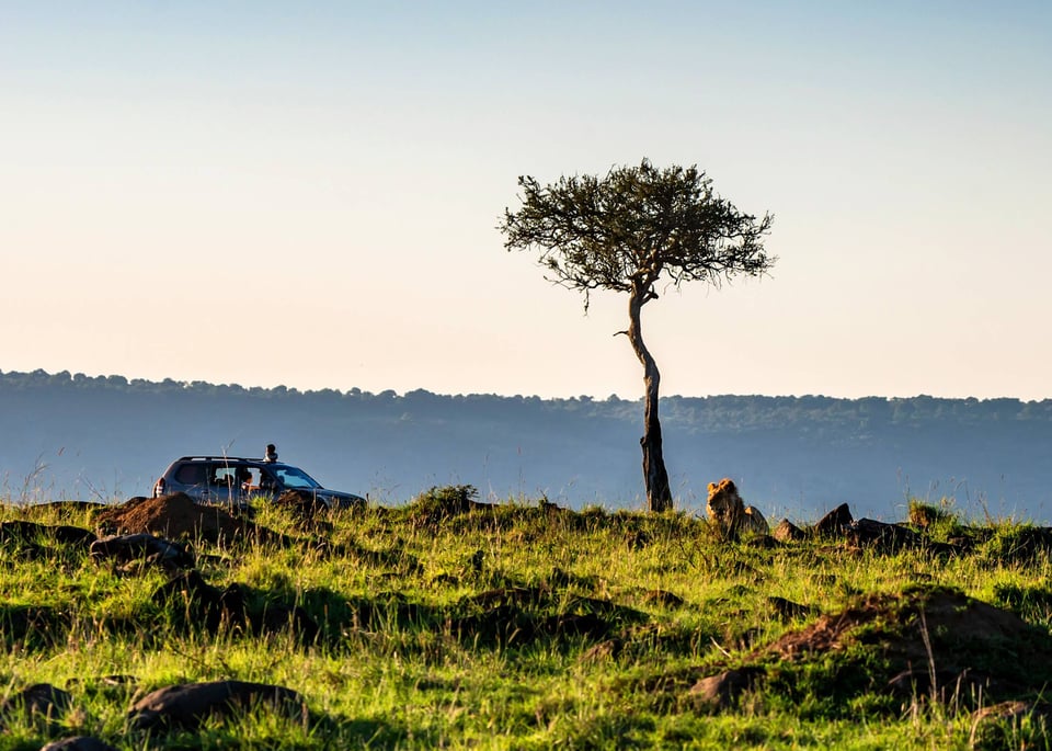 Safari View With Truck And Lion In Kenya